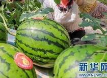 蔚县吃瓜事件最新爆料信息,最新爆料揭露惊人内幕